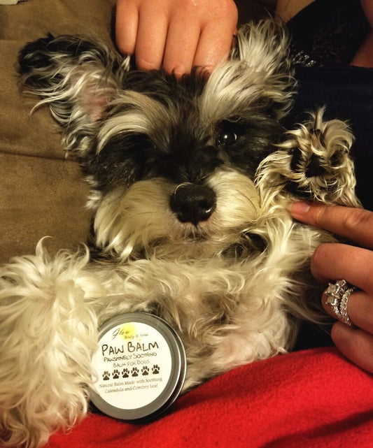 Paw Balm All Natural Palm Balm for Dogs